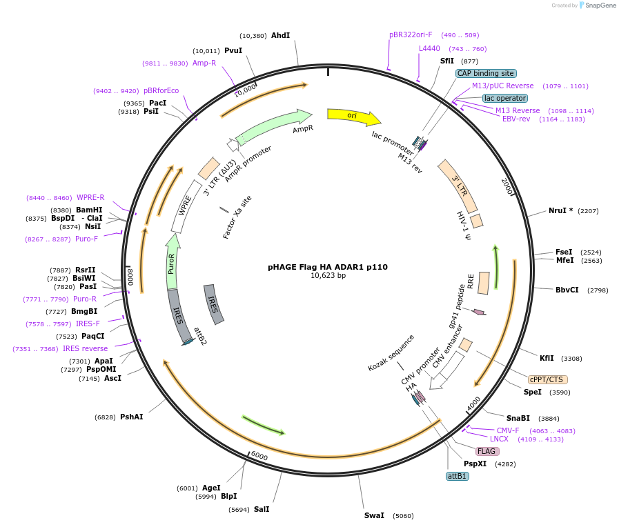 237854-plasmid-map-sequence-id-469962