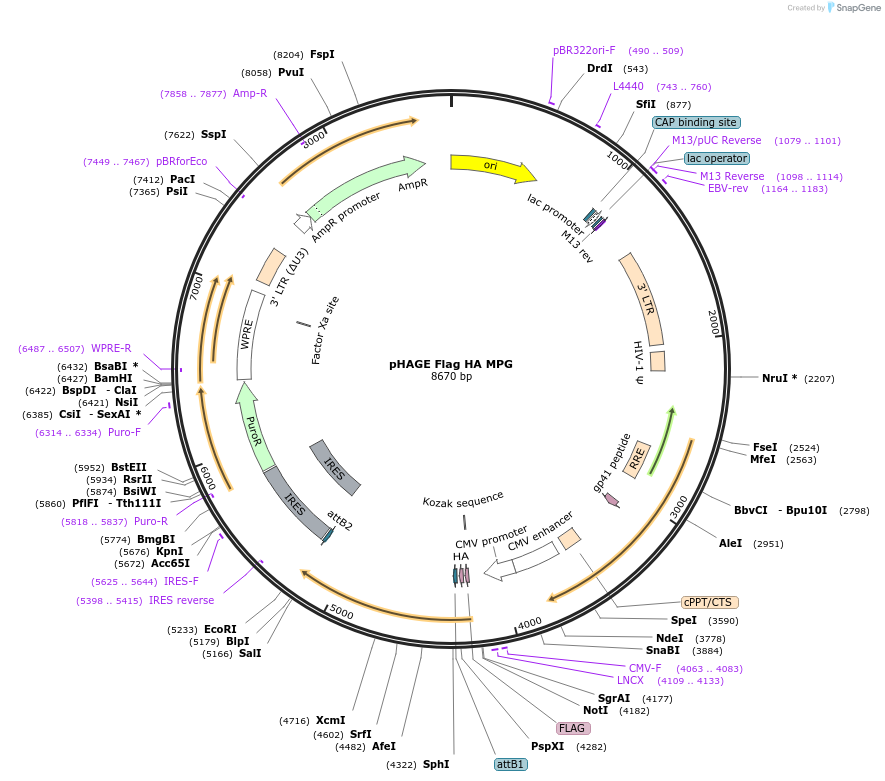 237804-plasmid-map-sequence-id-469964