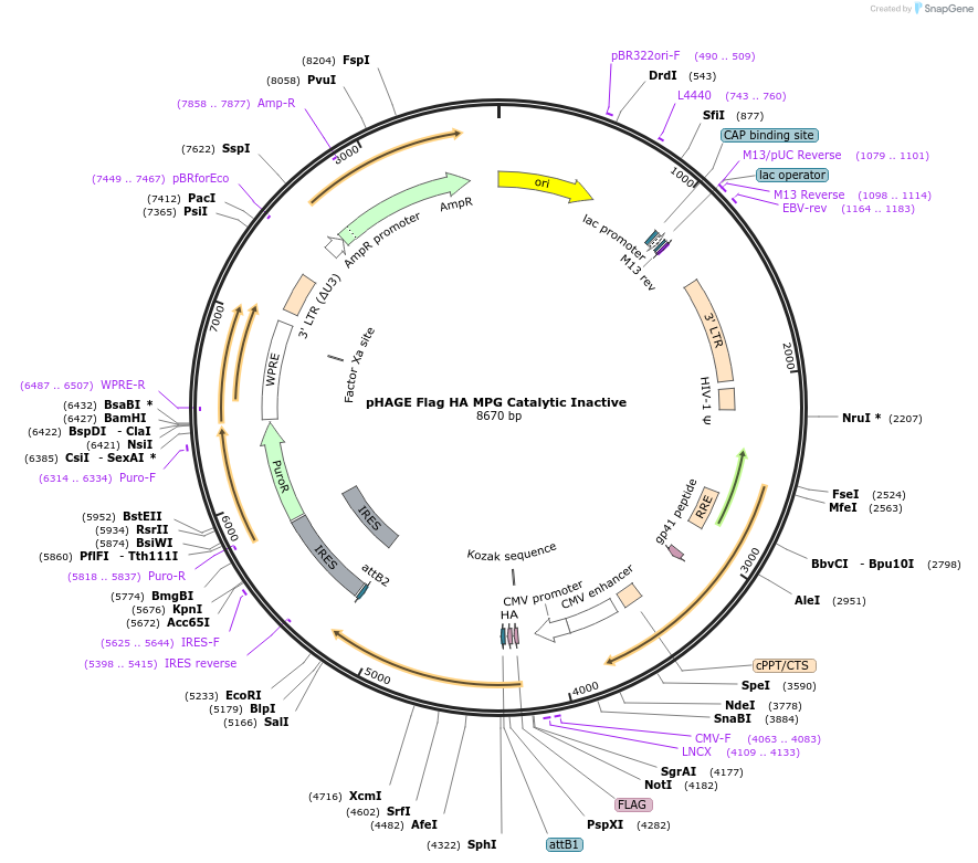 237807-plasmid-map-sequence-id-469965