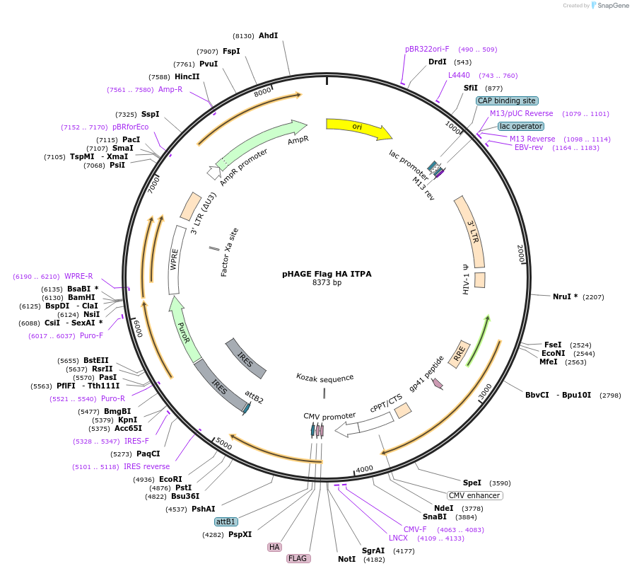 237998-plasmid-map-sequence-id-469967