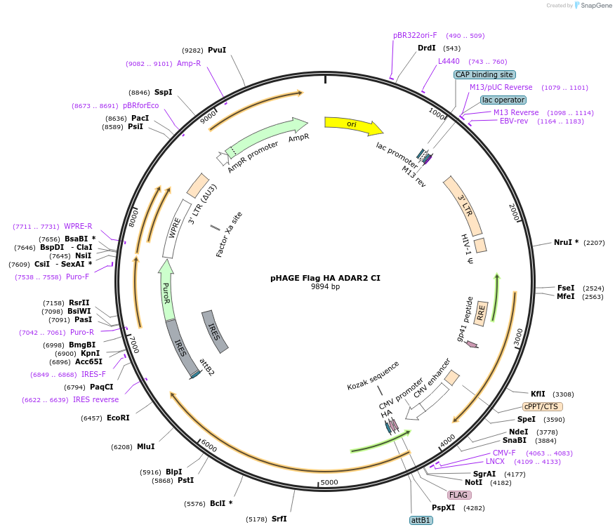237997-plasmid-map-sequence-id-469968