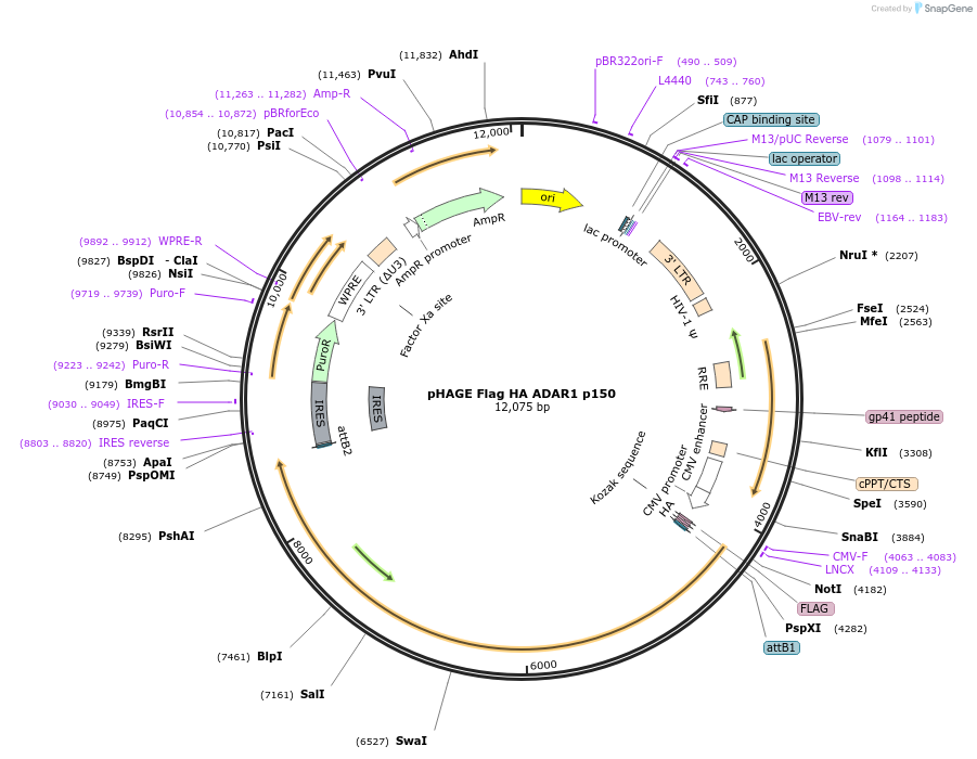 237855-plasmid-map-sequence-id-469970