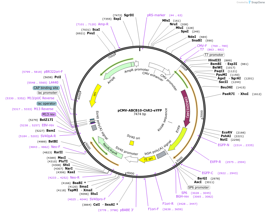 206037-plasmid-map-sequence-id-469989