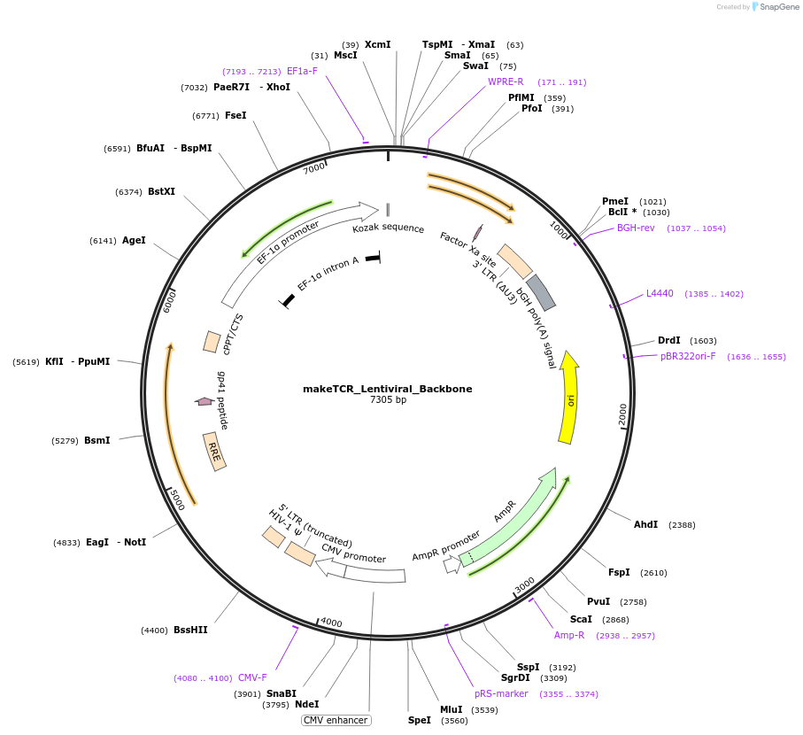 233943-plasmid-map-sequence-id-469998