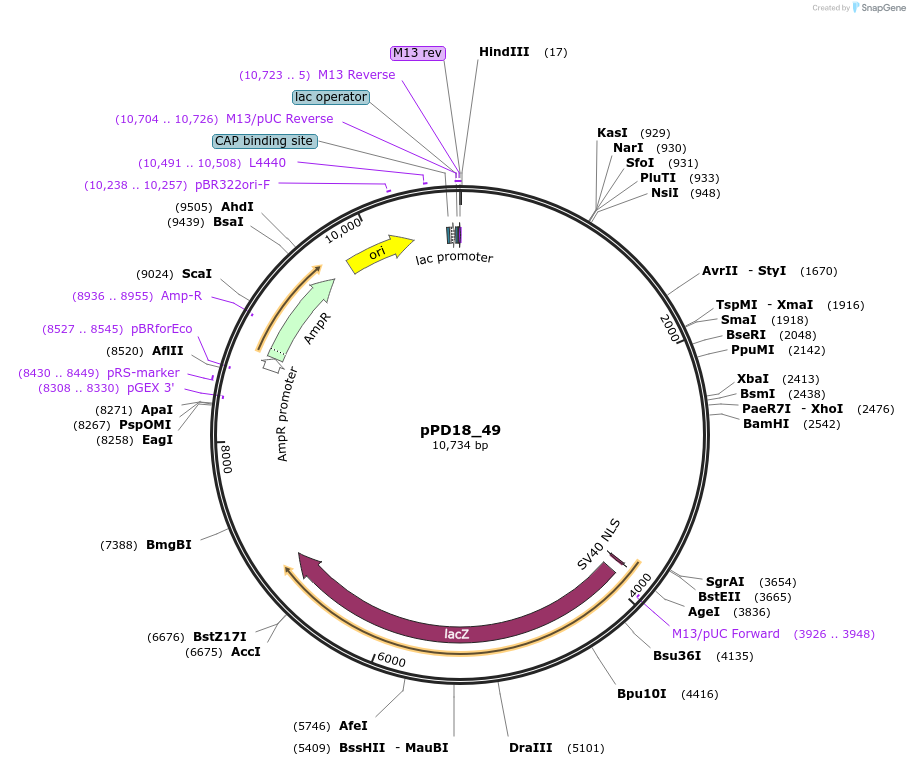 1436-plasmid-map-sequence-id-47