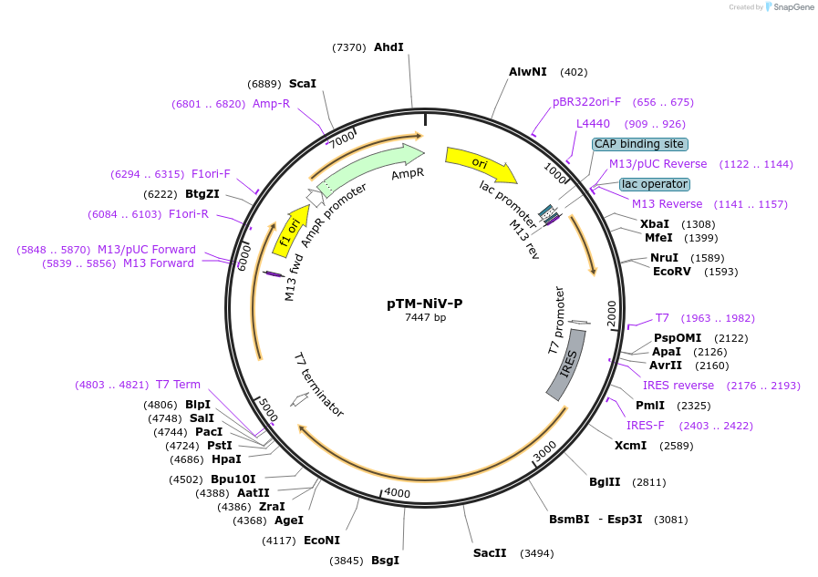 234656-plasmid-map-sequence-id-470001