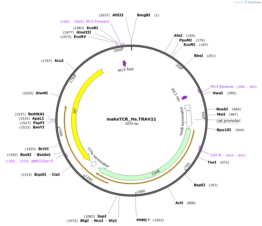 233962-plasmid-map-sequence-id-470002