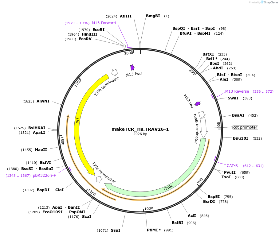 233967-plasmid-map-sequence-id-470006