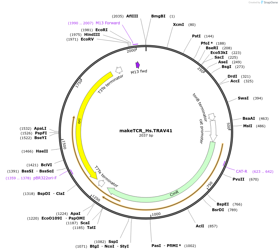 233981-plasmid-map-sequence-id-470034