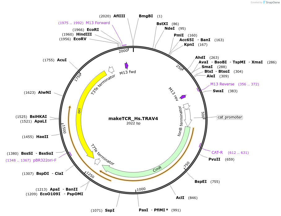 233982-plasmid-map-sequence-id-470035