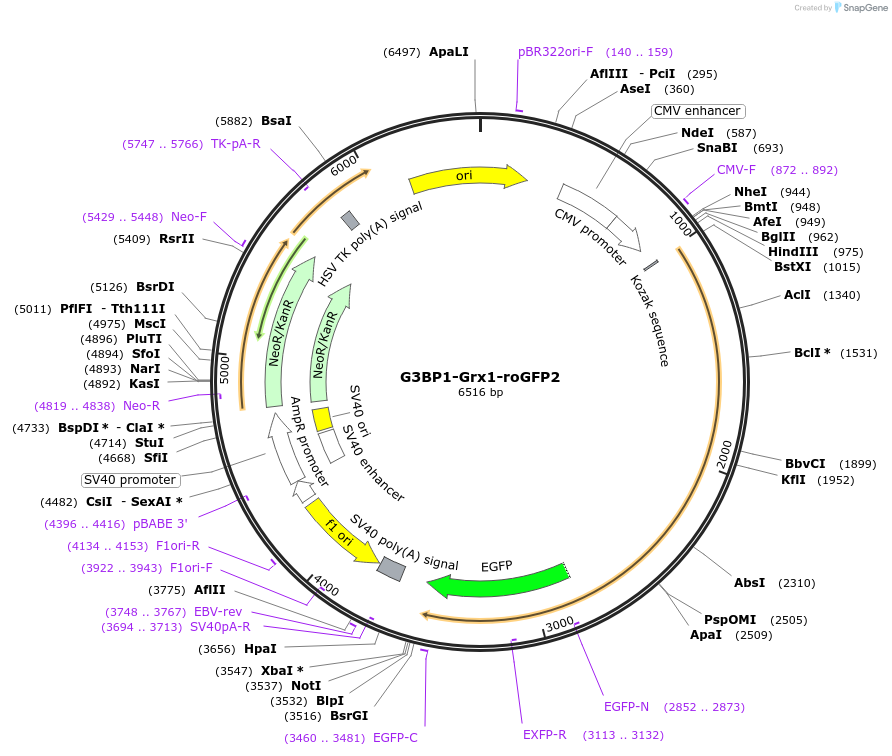 236548-plasmid-map-sequence-id-470046