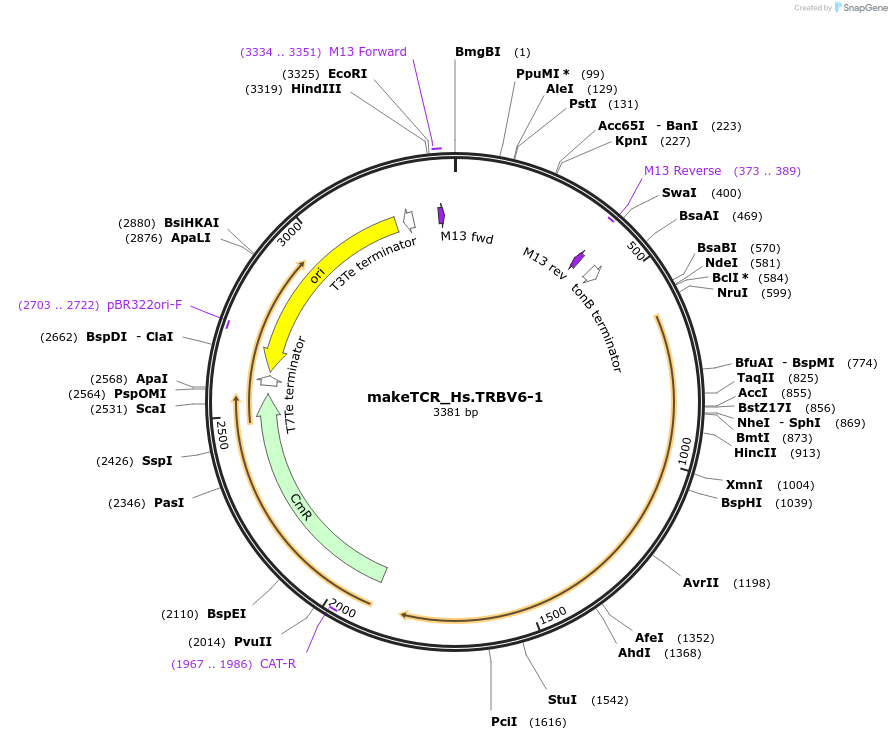 234024-plasmid-map-sequence-id-470049