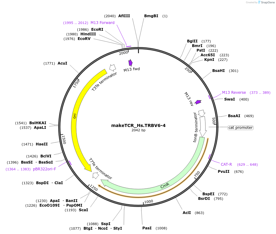 234026-plasmid-map-sequence-id-470050