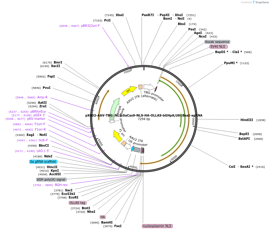 61593-plasmid-map-sequence-id-470051