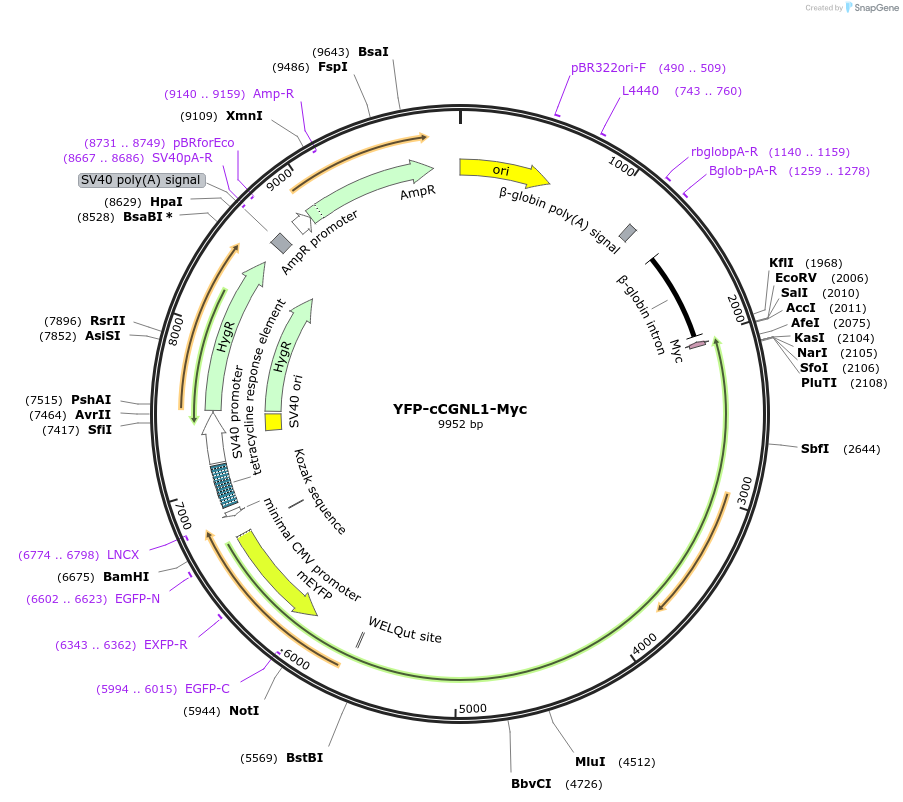 236513-plasmid-map-sequence-id-470052