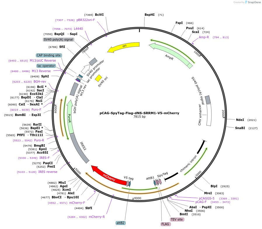 235096-plasmid-map-sequence-id-470053