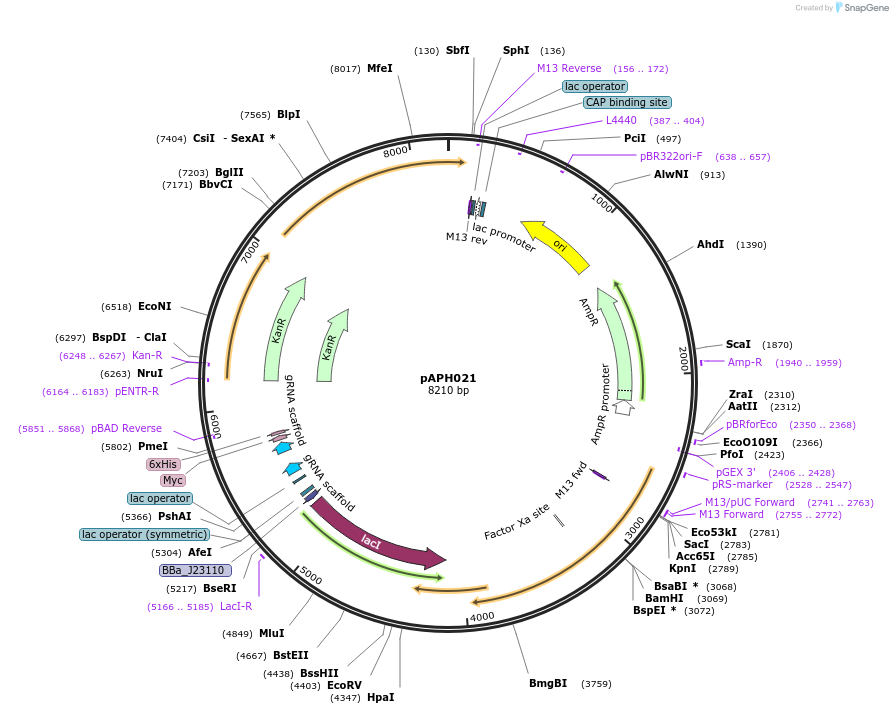 234346-plasmid-map-sequence-id-470058