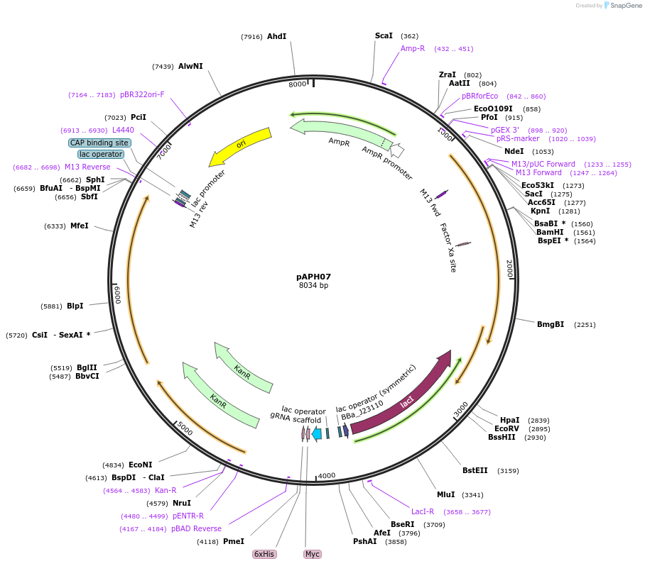 234345-plasmid-map-sequence-id-470060