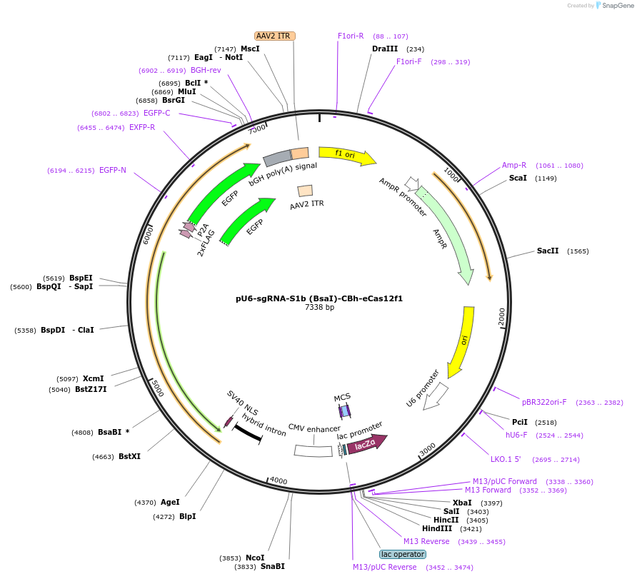 233078-plasmid-map-sequence-id-470084