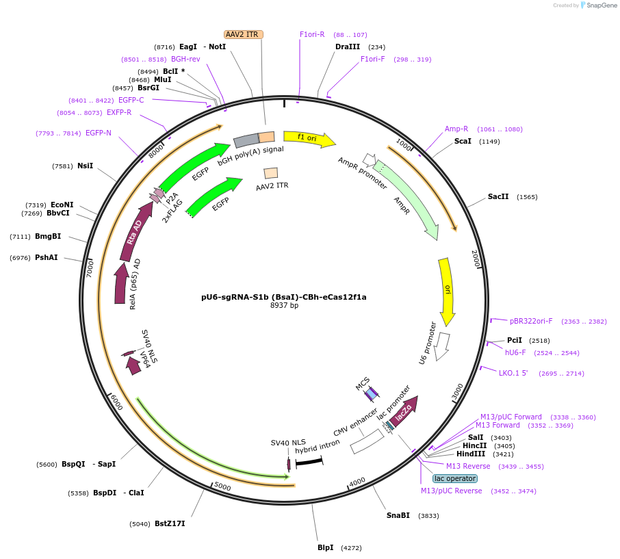 233079-plasmid-map-sequence-id-470085