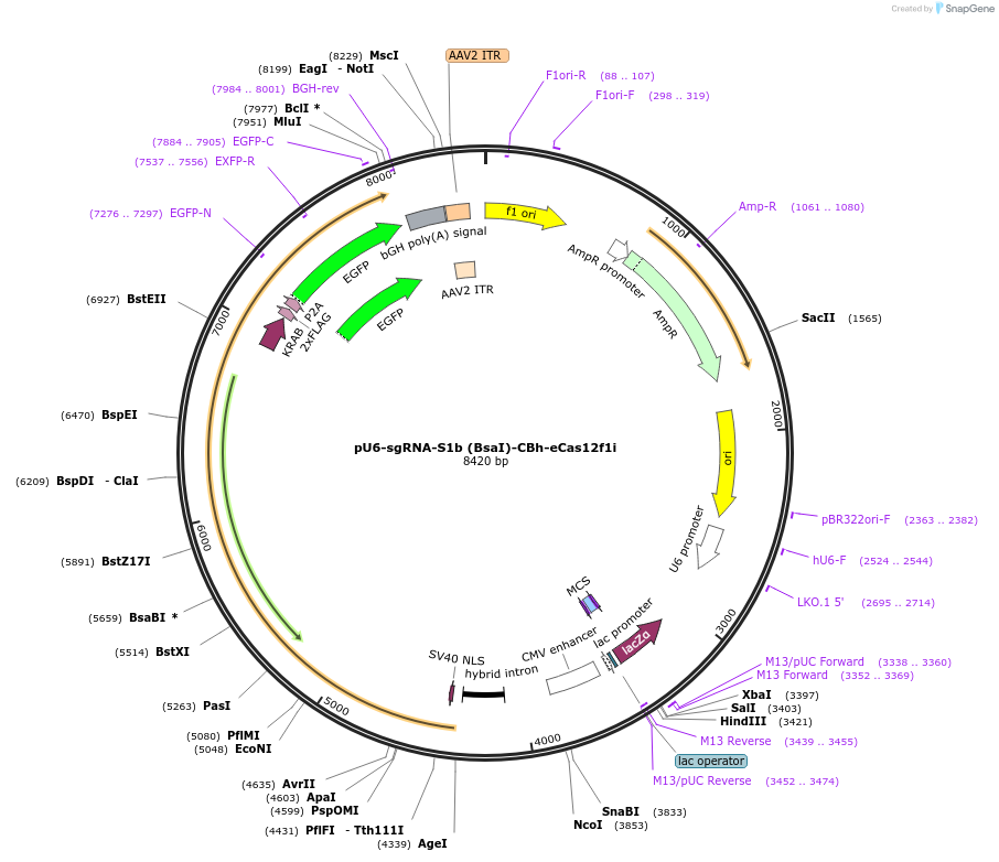 233080-plasmid-map-sequence-id-470086