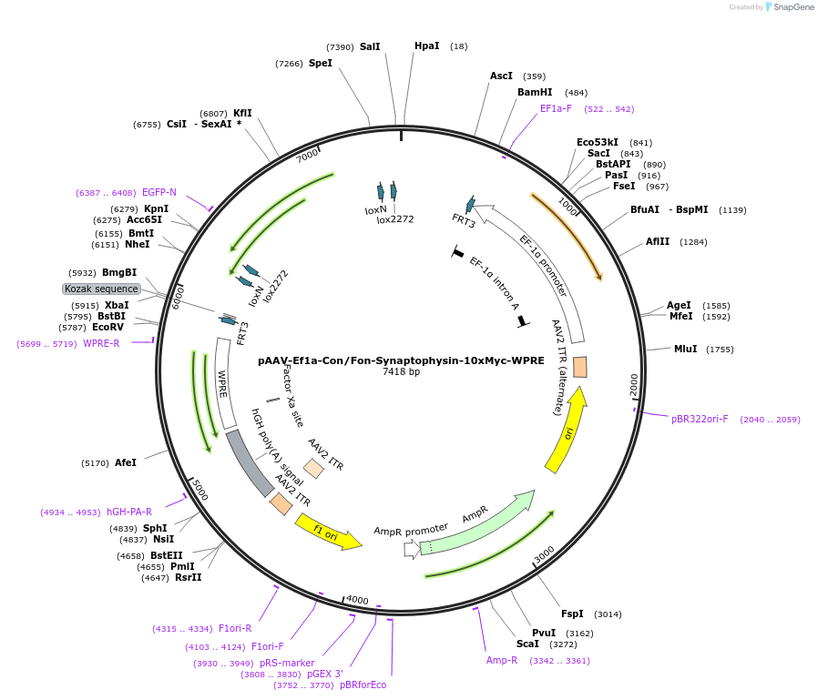 237446-plasmid-map-sequence-id-470110