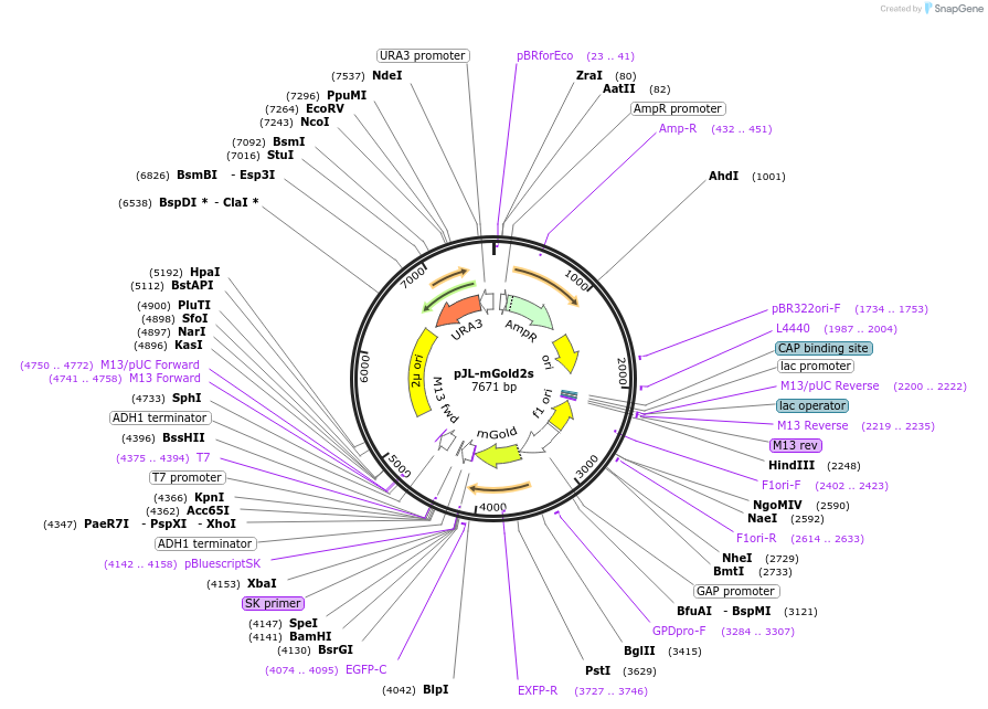231761-plasmid-map-sequence-id-470112