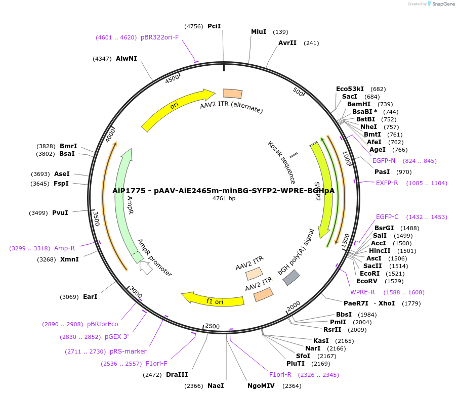 214541-plasmid-map-sequence-id-470132