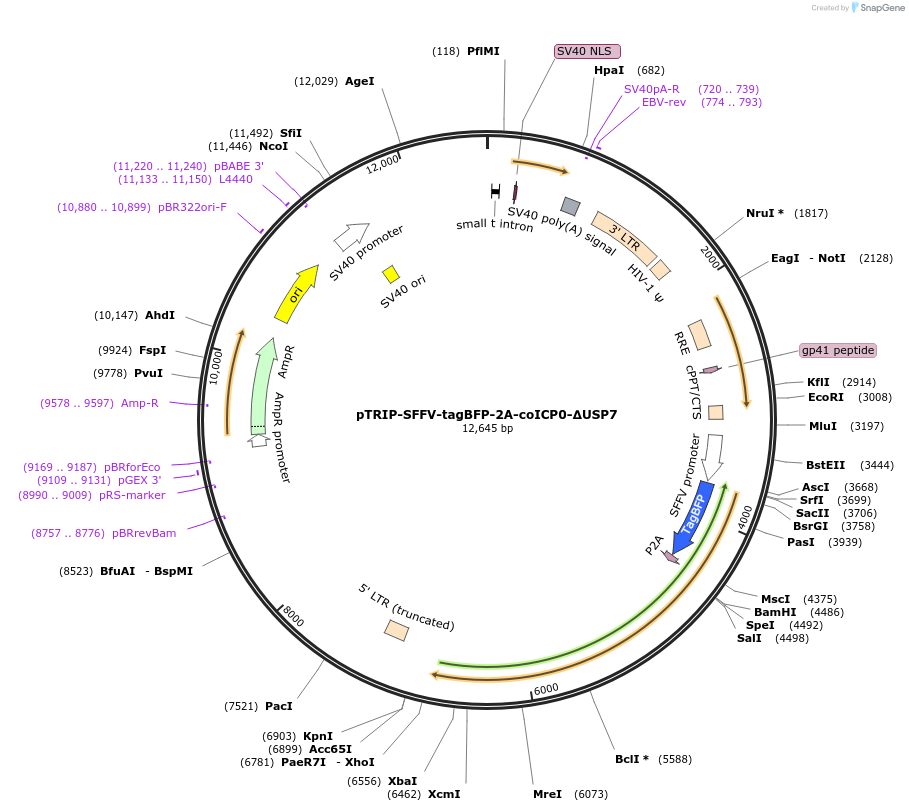 235540-plasmid-map-sequence-id-470142