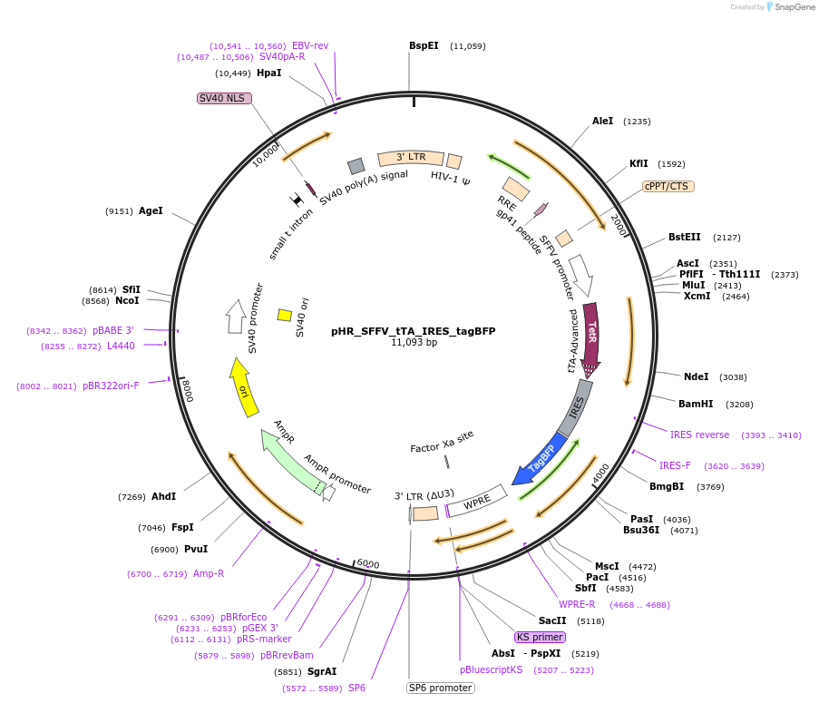 231953-plasmid-map-sequence-id-470256