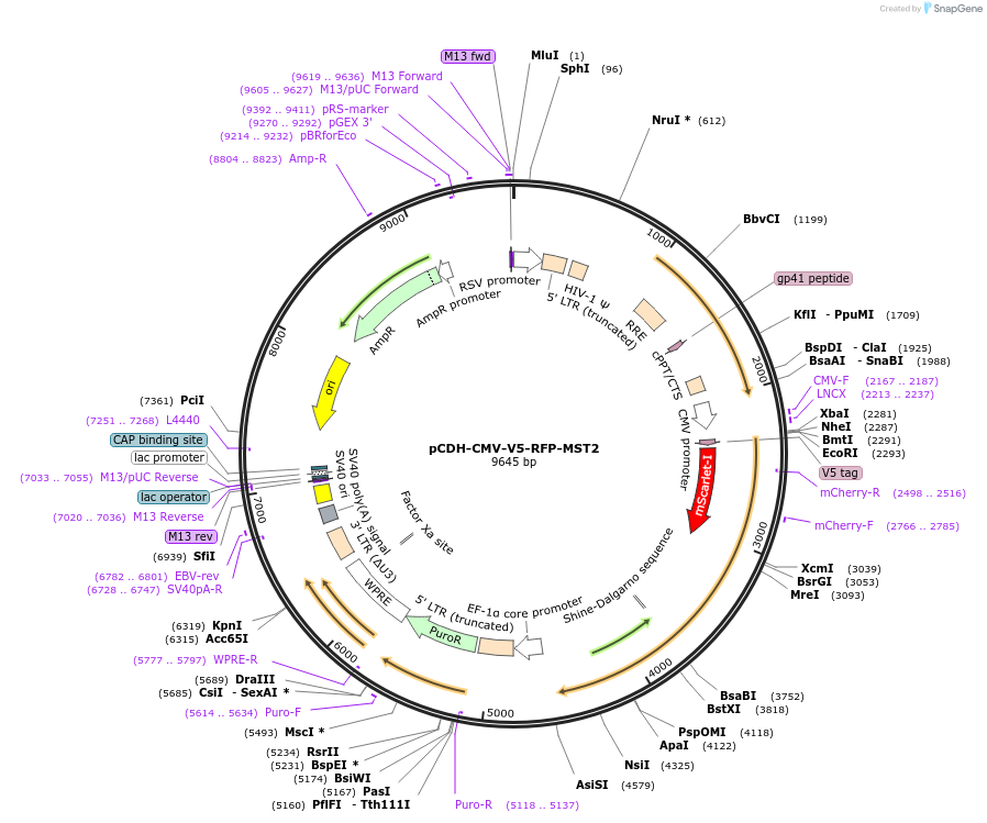 235688-plasmid-map-sequence-id-470269