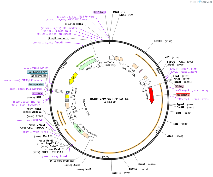 235689-plasmid-map-sequence-id-470272