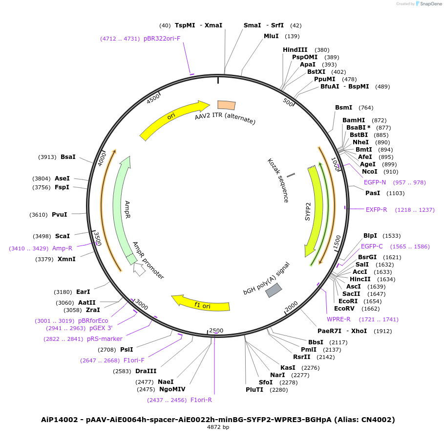 230389-plasmid-map-sequence-id-470273