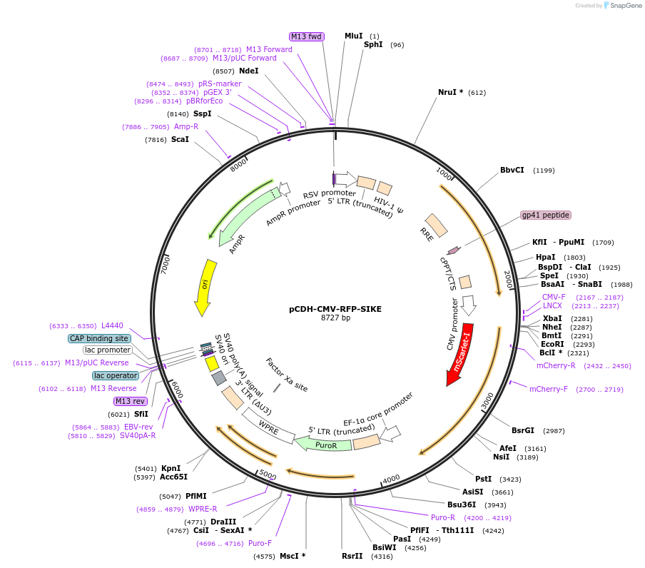 235691-plasmid-map-sequence-id-470274