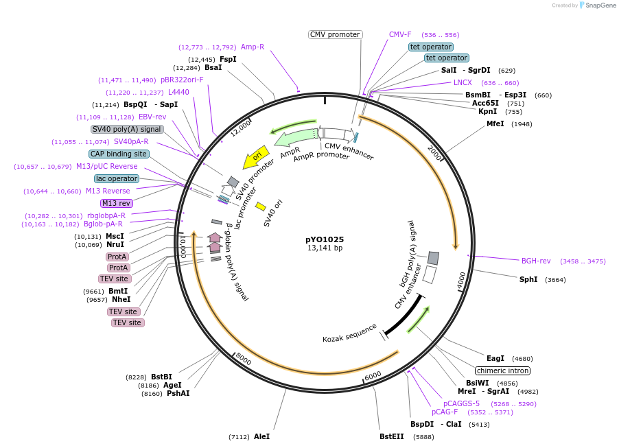 235705-plasmid-map-sequence-id-470275
