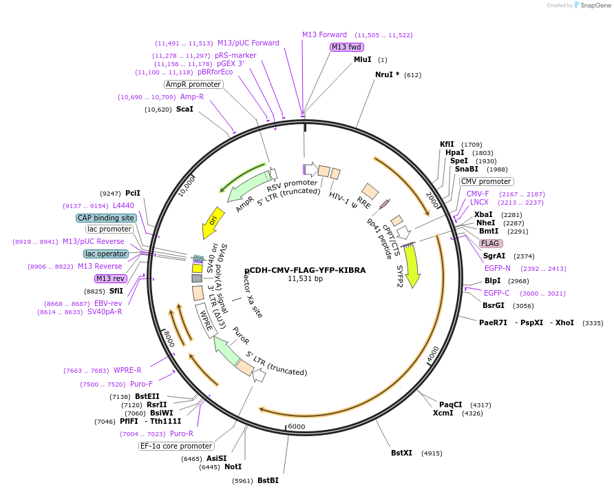 235683-plasmid-map-sequence-id-470278