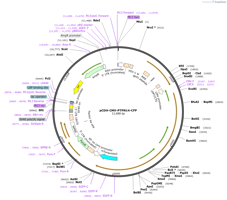 235686-plasmid-map-sequence-id-470298