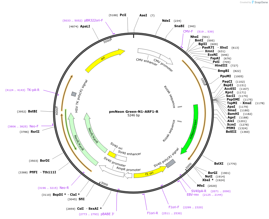 202430-plasmid-map-sequence-id-470301