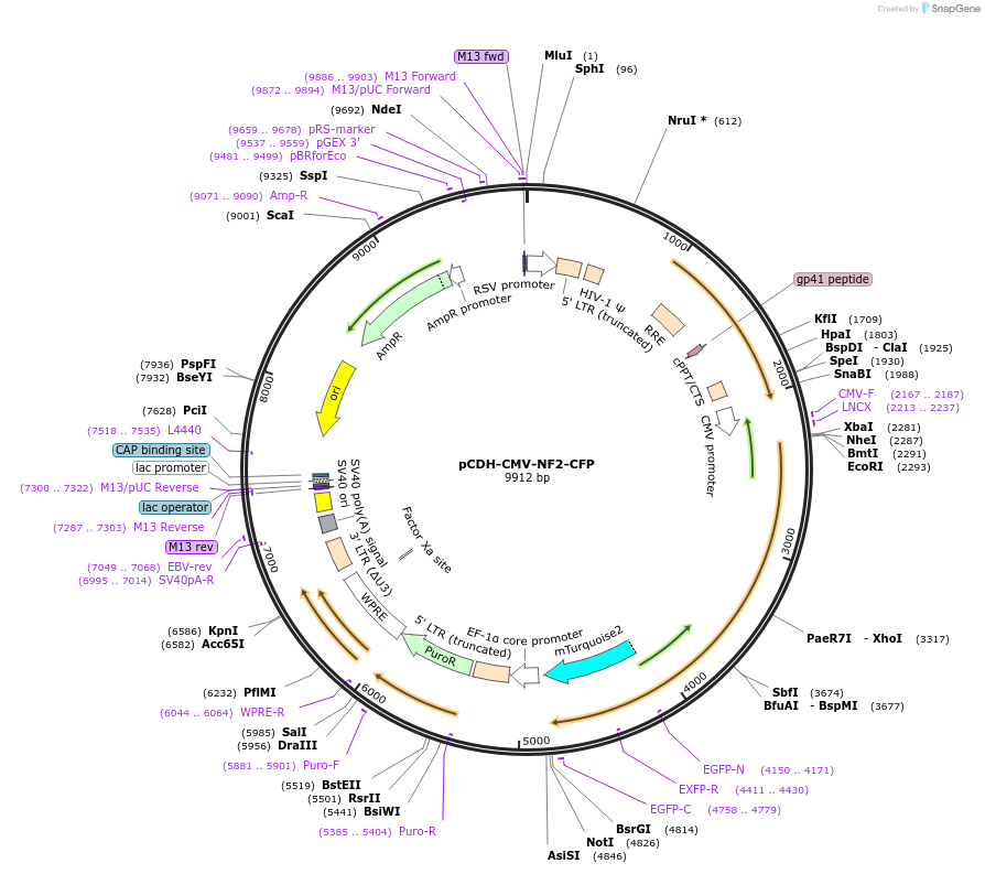 235687-plasmid-map-sequence-id-470303