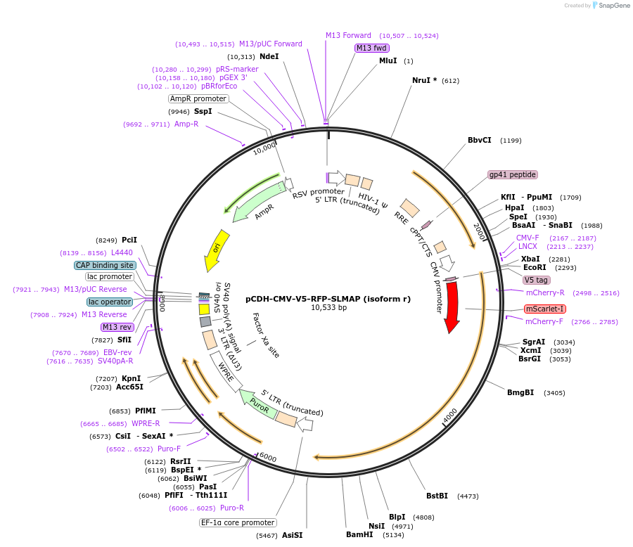 235685-plasmid-map-sequence-id-470305