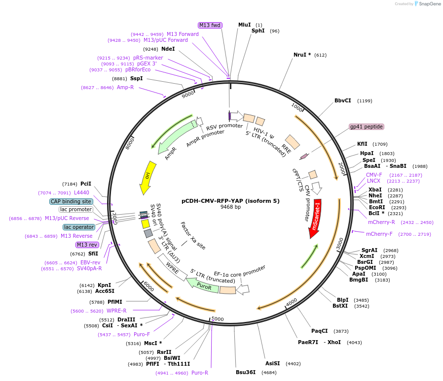 235690-plasmid-map-sequence-id-470309