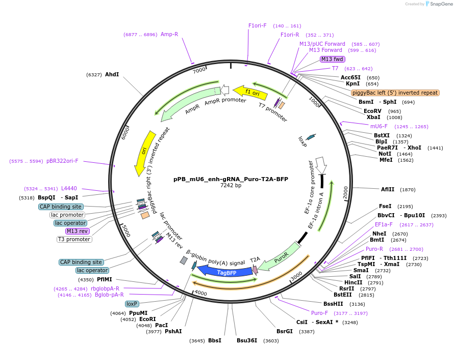 235571-plasmid-map-sequence-id-470313
