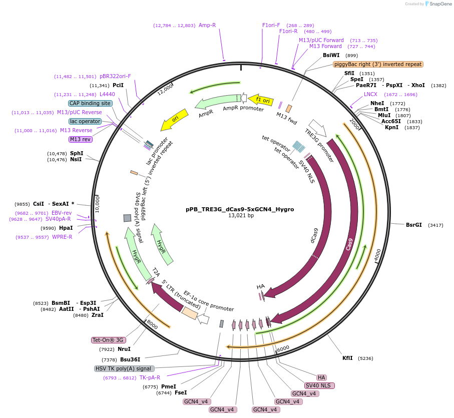 235572-plasmid-map-sequence-id-470314