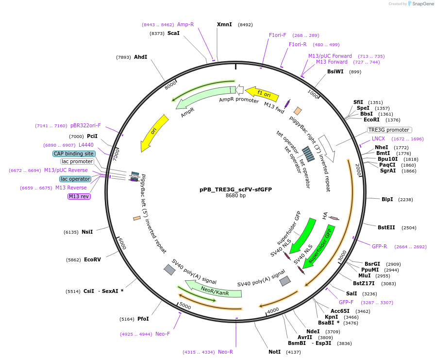 235573-plasmid-map-sequence-id-470316