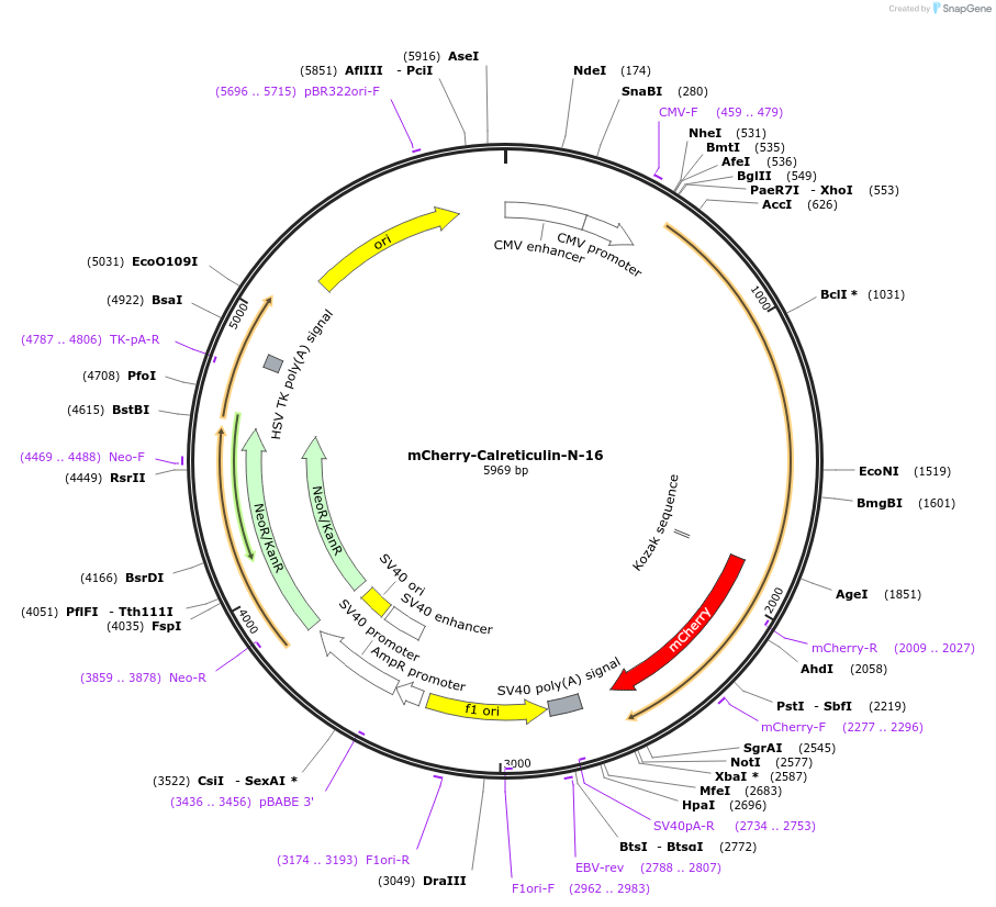55006-plasmid-map-sequence-id-470324