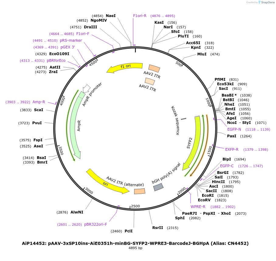 236591-plasmid-map-sequence-id-470331