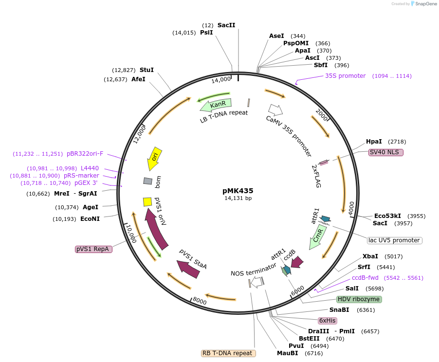 236573-plasmid-map-sequence-id-470347