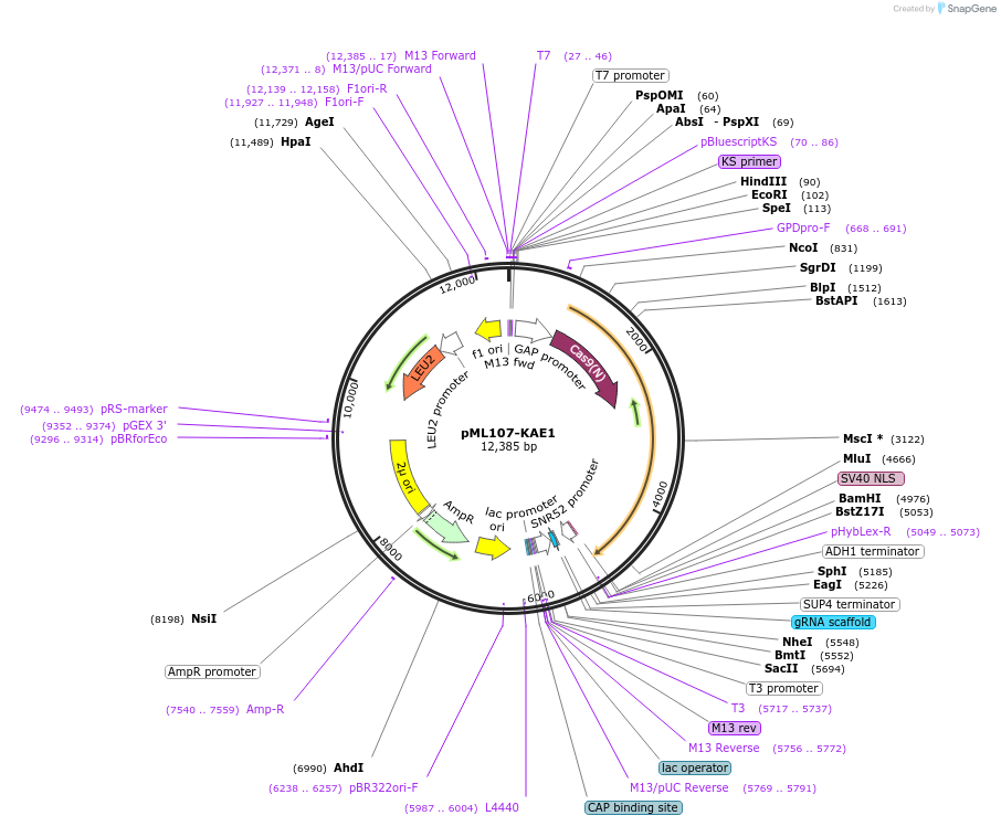 232891-plasmid-map-sequence-id-470392