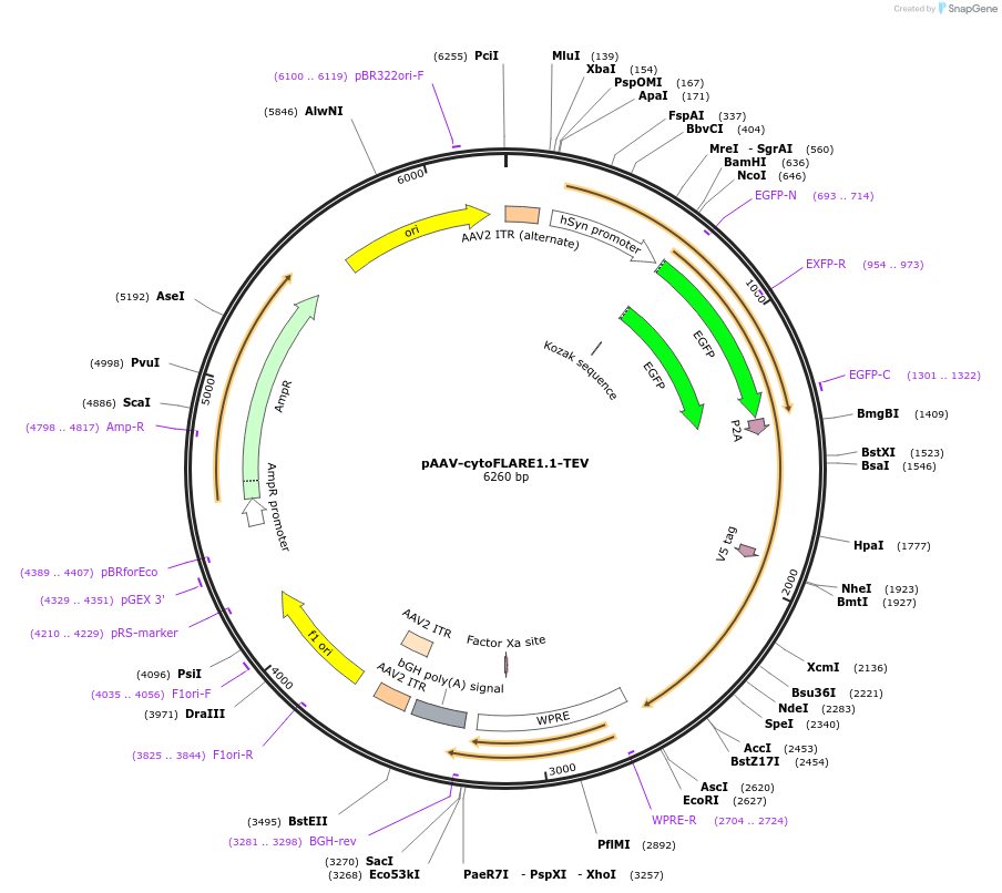 234518-plasmid-map-sequence-id-470398