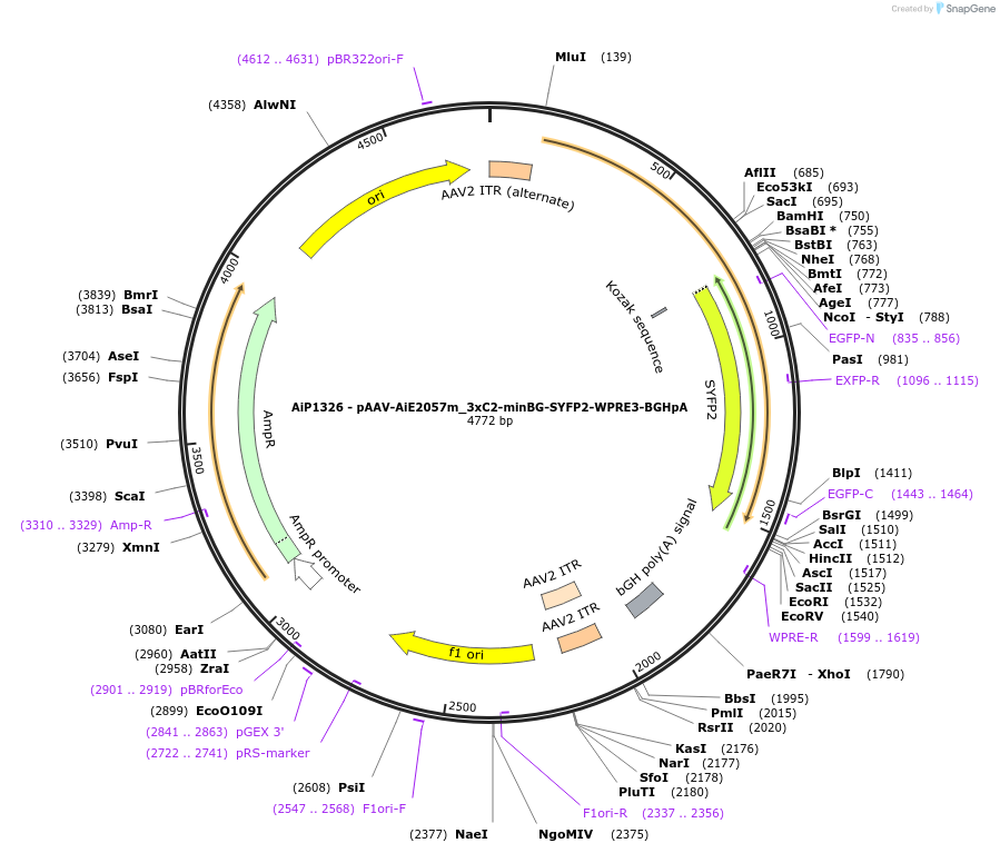 230622-plasmid-map-sequence-id-470406